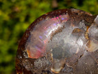 Polished Red Ammolite Cleoniceras Opalized Ammonite Fossil Pairs x 3 From Tulear, Madagascar