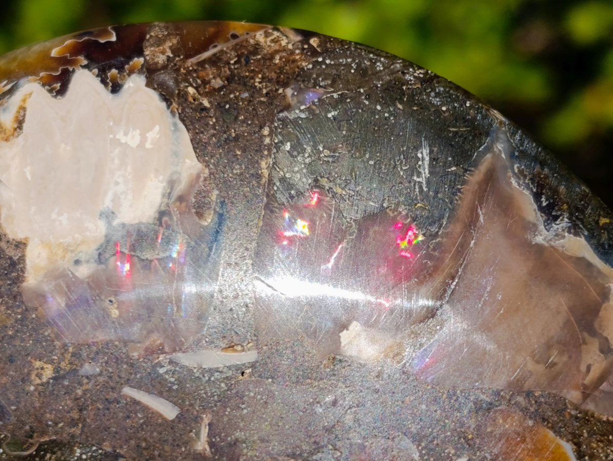 Polished Red Ammolite Cleoniceras Opalized Ammonite Fossil Pairs x 3 From Tulear, Madagascar