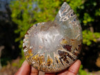 Polished Red Ammolite Cleoniceras Opalized Ammonite Fossil Pairs x 3 From Tulear, Madagascar