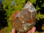 Polished Red Ammolite Cleoniceras Opalized Ammonite Fossil Pairs x 3 From Tulear, Madagascar
