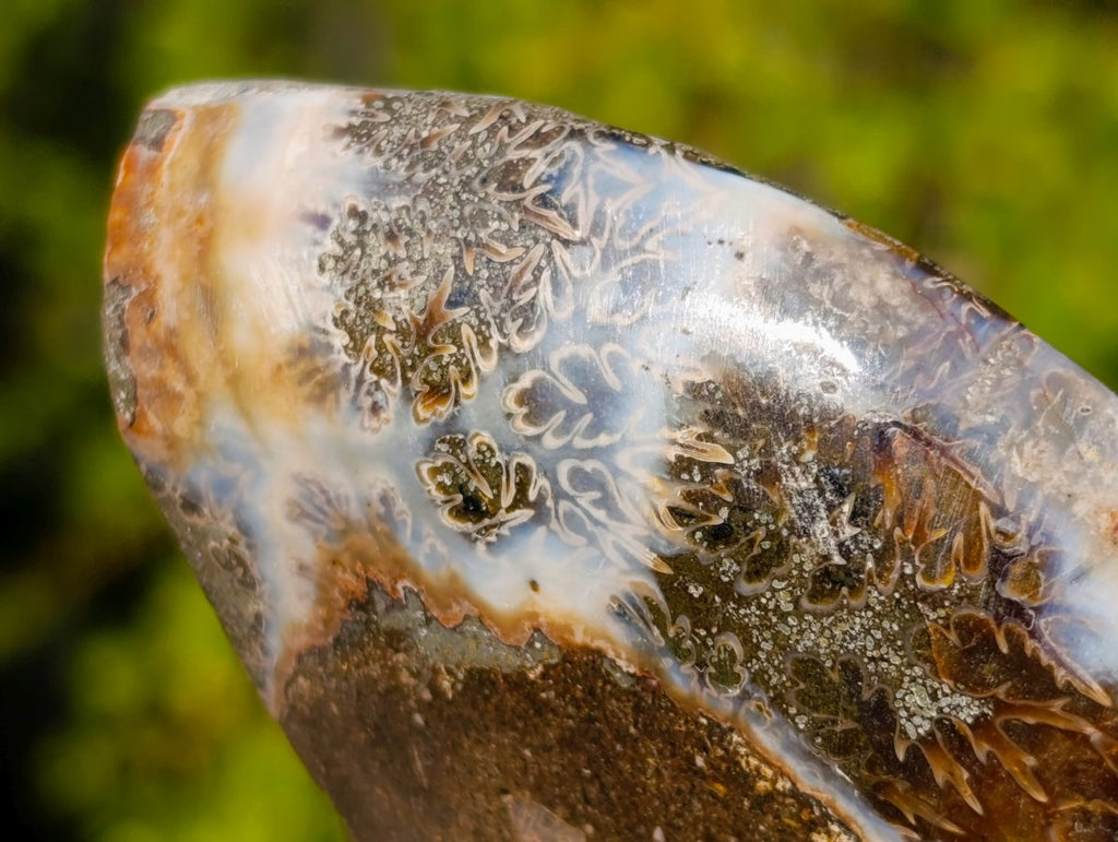 Polished Red Ammolite Cleoniceras Opalized Ammonite Fossil Pairs x 3 From Tulear, Madagascar