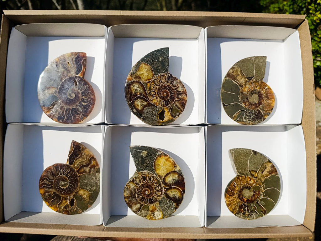 Polished Red Ammolite Cleoniceras Opalized Ammonite Fossil Pairs x 3 From Tulear, Madagascar