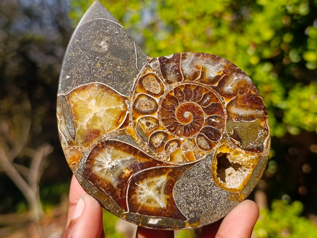Polished Red Ammolite Cleoniceras Opalized Ammonite Fossil Pairs x 3 From Tulear, Madagascar