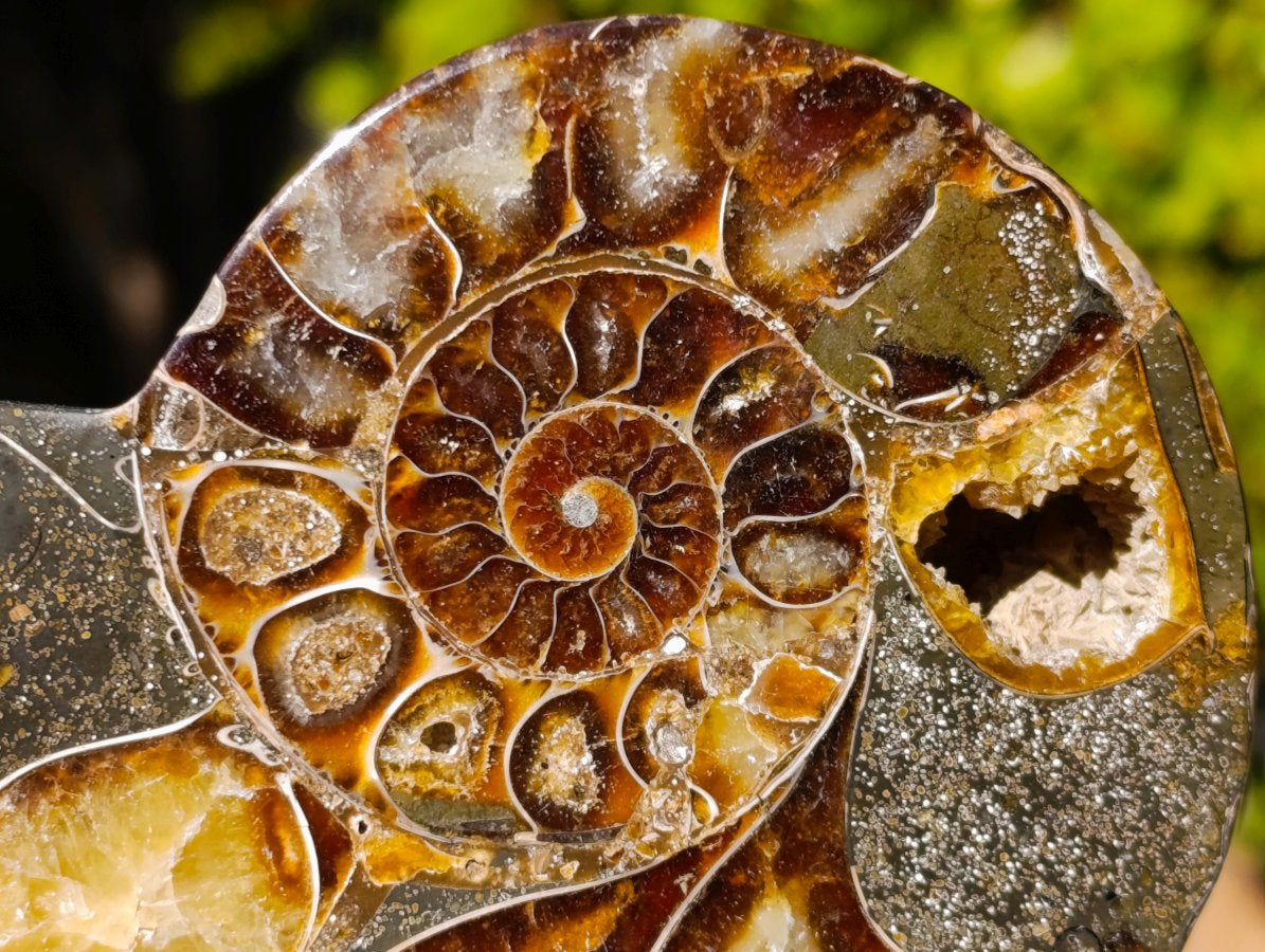 Polished Red Ammolite Cleoniceras Opalized Ammonite Fossil Pairs x 3 From Tulear, Madagascar