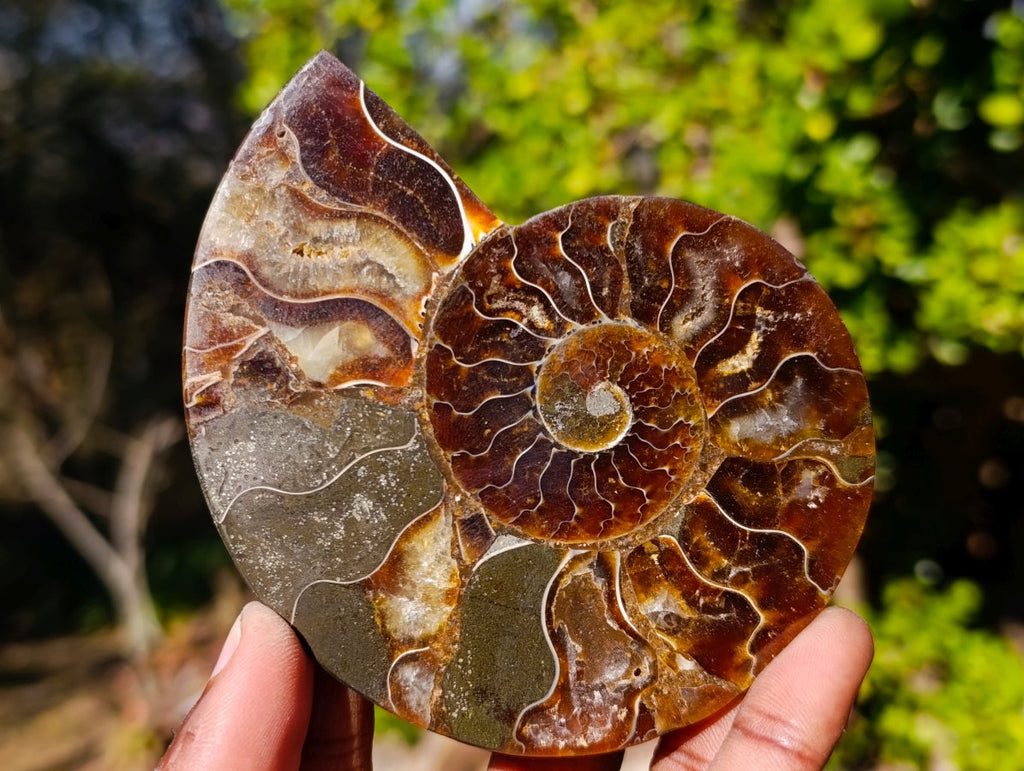 Polished Red Ammolite Cleoniceras Opalized Ammonite Fossil Pairs x 3 From Tulear, Madagascar