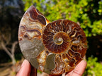 Polished Red Ammolite Cleoniceras Opalized Ammonite Fossil Pairs x 3 From Tulear, Madagascar