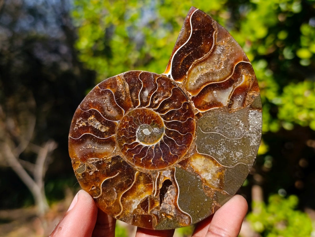 Polished Red Ammolite Cleoniceras Opalized Ammonite Fossil Pairs x 3 From Tulear, Madagascar