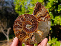 Polished Red Ammolite Cleoniceras Opalized Ammonite Fossil Pairs x 3 From Tulear, Madagascar