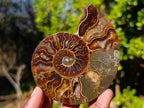 Polished Red Ammolite Cleoniceras Opalized Ammonite Fossil Pairs x 3 From Tulear, Madagascar