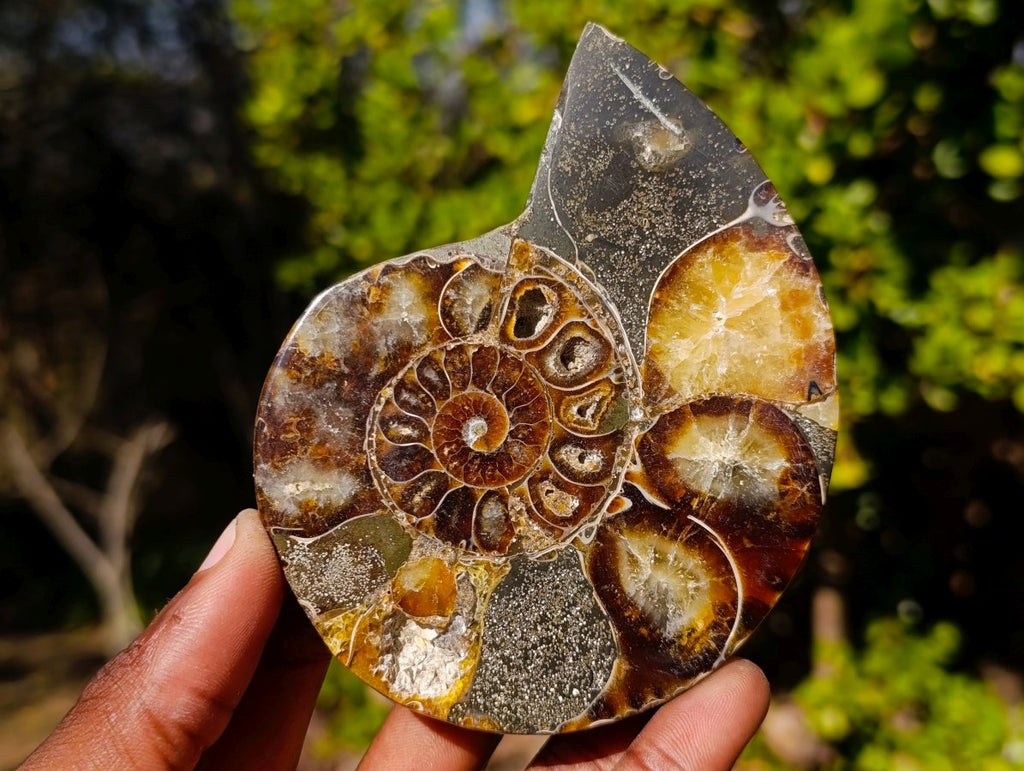 Polished Red Ammolite Cleoniceras Opalized Ammonite Fossil Pairs x 3 From Tulear, Madagascar