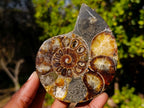 Polished Red Ammolite Cleoniceras Opalized Ammonite Fossil Pairs x 3 From Tulear, Madagascar