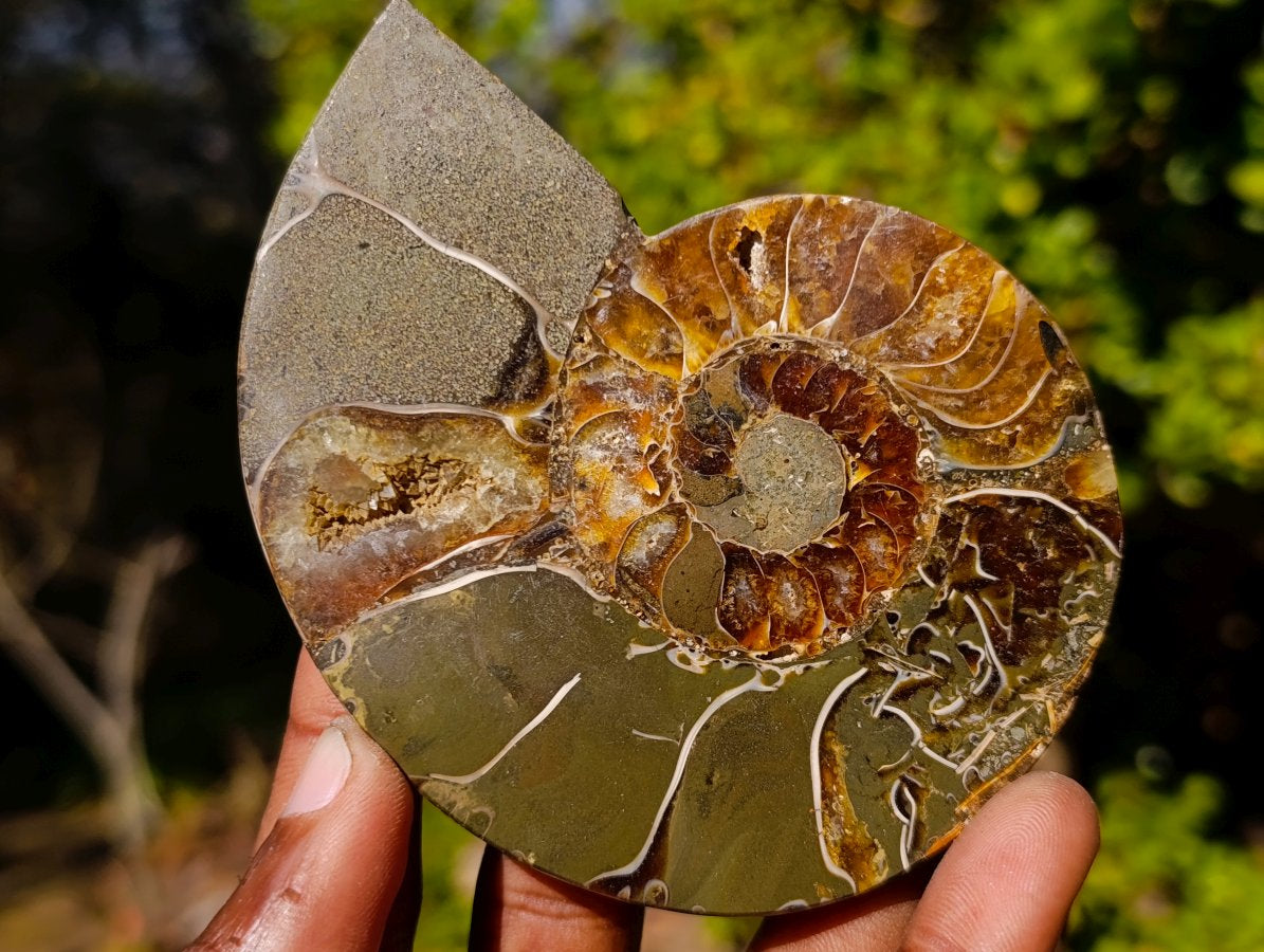Polished Red Ammolite Cleoniceras Opalized Ammonite Fossil Pairs x 3 From Tulear, Madagascar