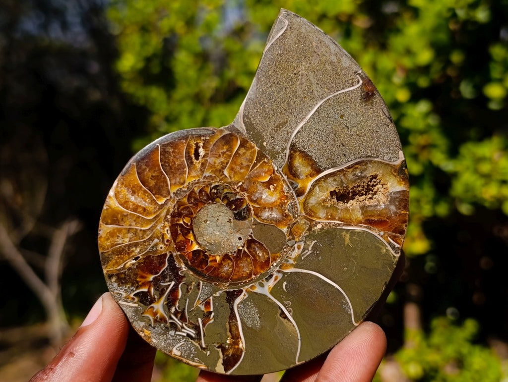 Polished Red Ammolite Cleoniceras Opalized Ammonite Fossil Pairs x 3 From Tulear, Madagascar
