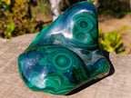 Polished Large Flower Banded Malachite Free Form x 1 From Congo - Toprock Gemstones and Minerals 