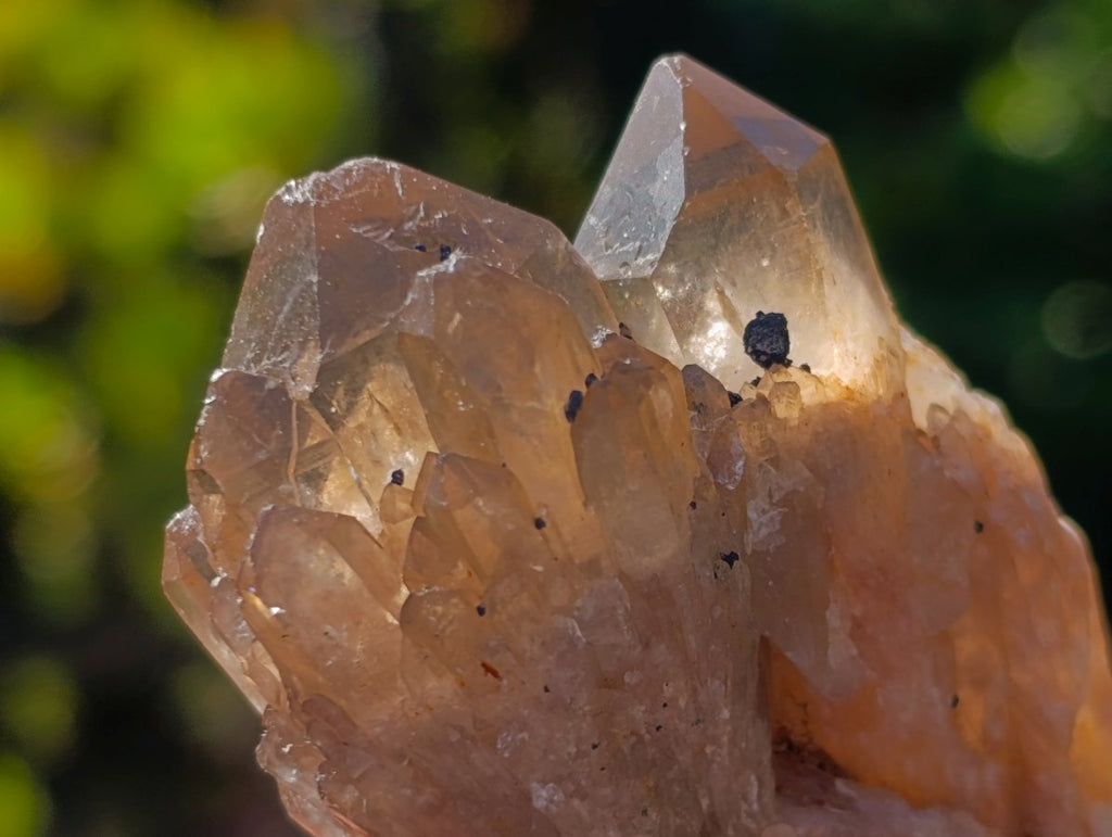 Natural Smokey Luena Quartz Crystals x 20 From Luena, Congo