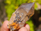 Natural Smokey Luena Quartz Crystals x 20 From Luena, Congo