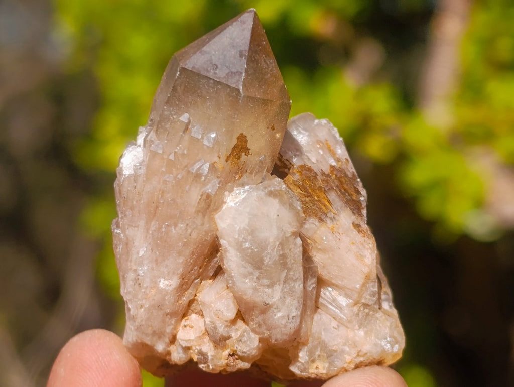 Natural Smokey Luena Quartz Crystals x 20 From Luena, Congo