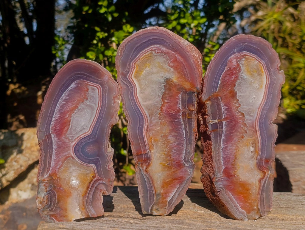 Polished One Side Red Shashe River Agate Slices and Nodules x 5 From Shashe River, Zimbabwe