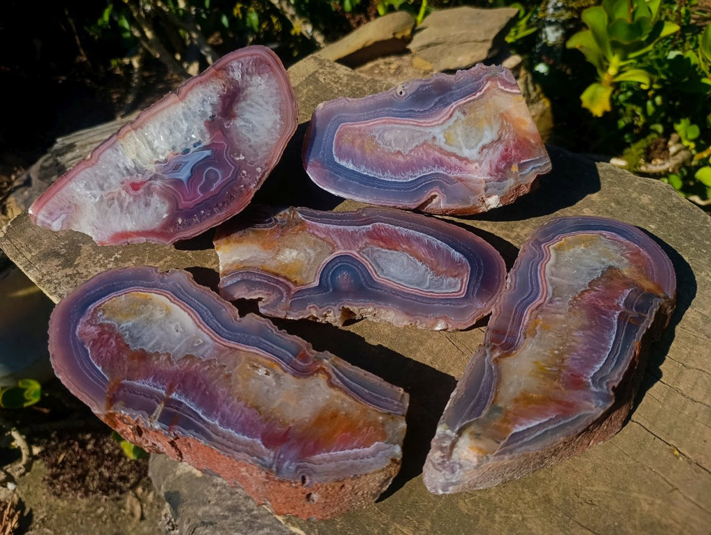 Polished One Side Red Shashe River Agate Slices and Nodules x 5 From Shashe River, Zimbabwe