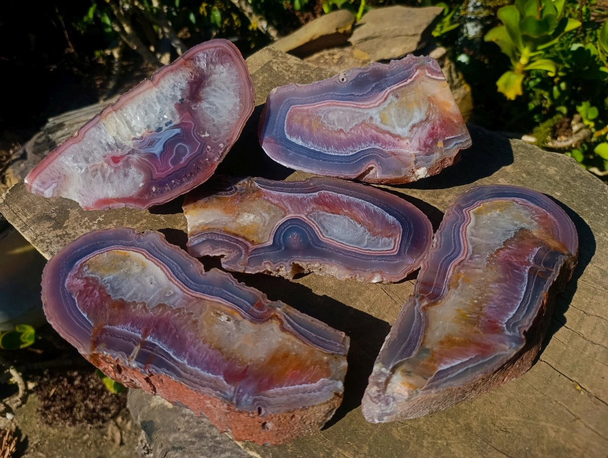 Polished One Side Red Shashe River Agate Slices and Nodules x 5 From Shashe River, Zimbabwe