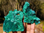 Natural Silky Malachite Specimens x 6 From Kasompe, Congo