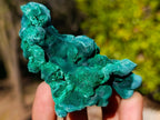 Natural Silky Malachite Specimens x 6 From Kasompe, Congo