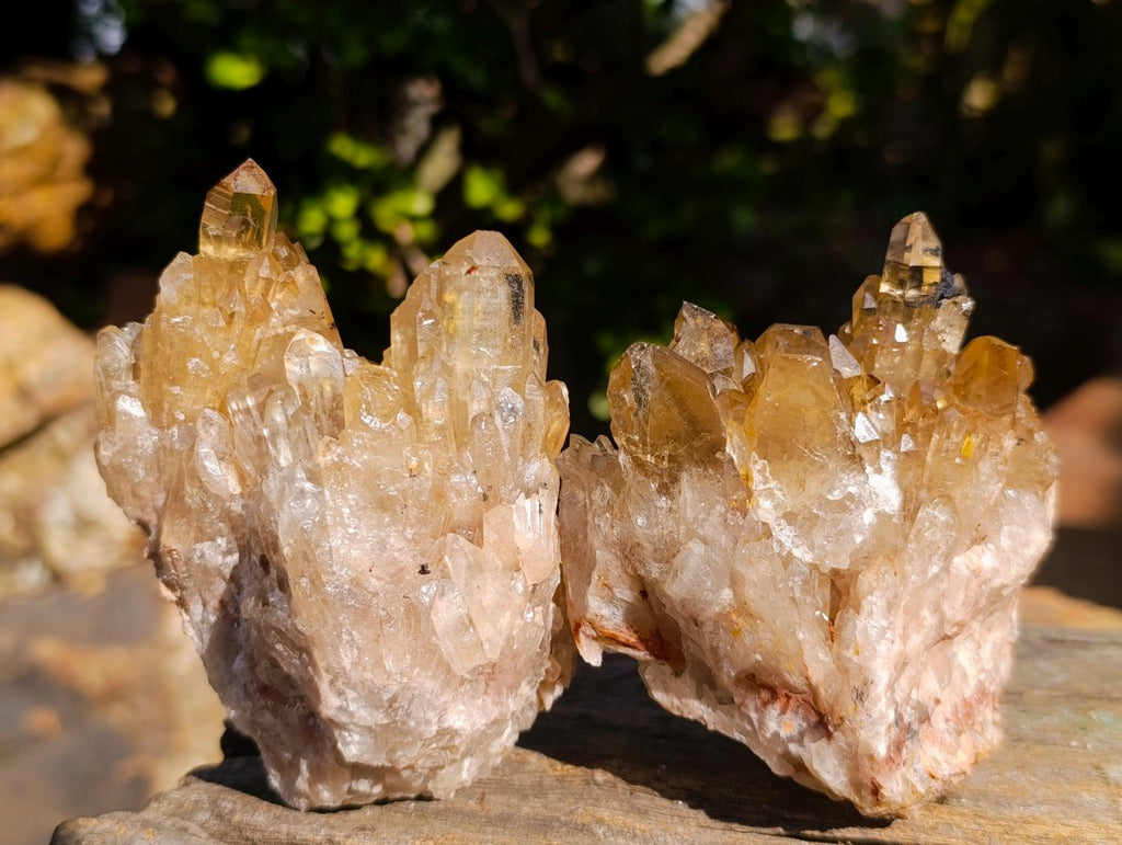Natural Golden Citrine Quartz Clusters x 6 From Luena, Congo