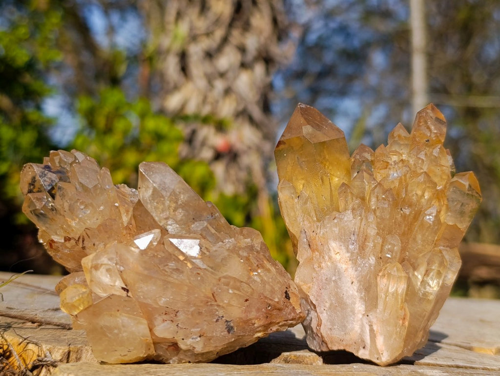 Natural Golden Citrine Quartz Clusters x 6 From Luena, Congo