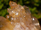 Natural Golden Citrine Quartz Clusters x 6 From Luena, Congo