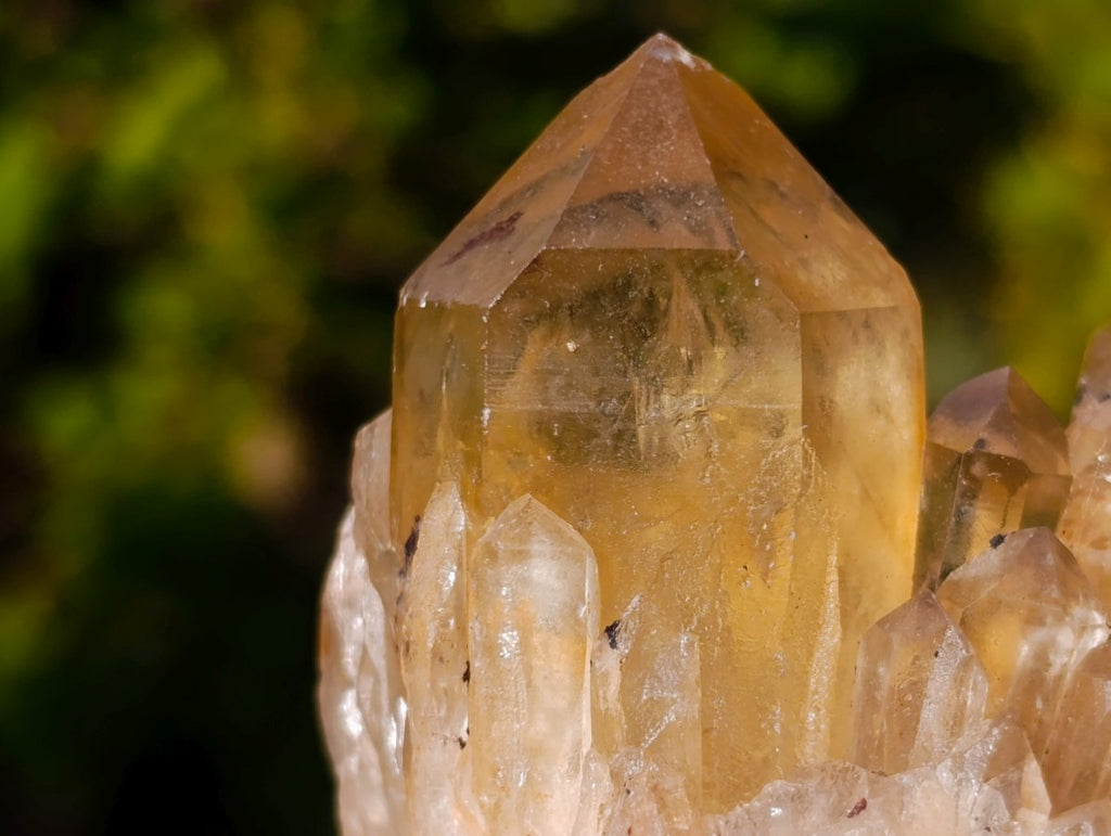 Natural Golden Citrine Quartz Clusters x 6 From Luena, Congo