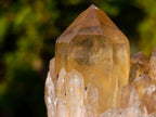 Natural Golden Citrine Quartz Clusters x 6 From Luena, Congo