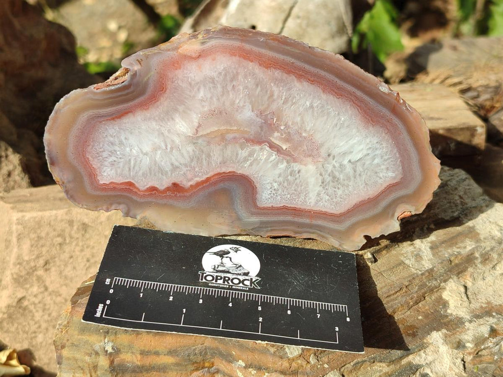 Polished One Side Red Shashe River Agate Slices x 6 From Shashe River, Zimbabwe - Toprock Gemstones and Minerals 