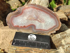 Polished One Side Red Shashe River Agate Slices x 6 From Shashe River, Zimbabwe - Toprock Gemstones and Minerals 