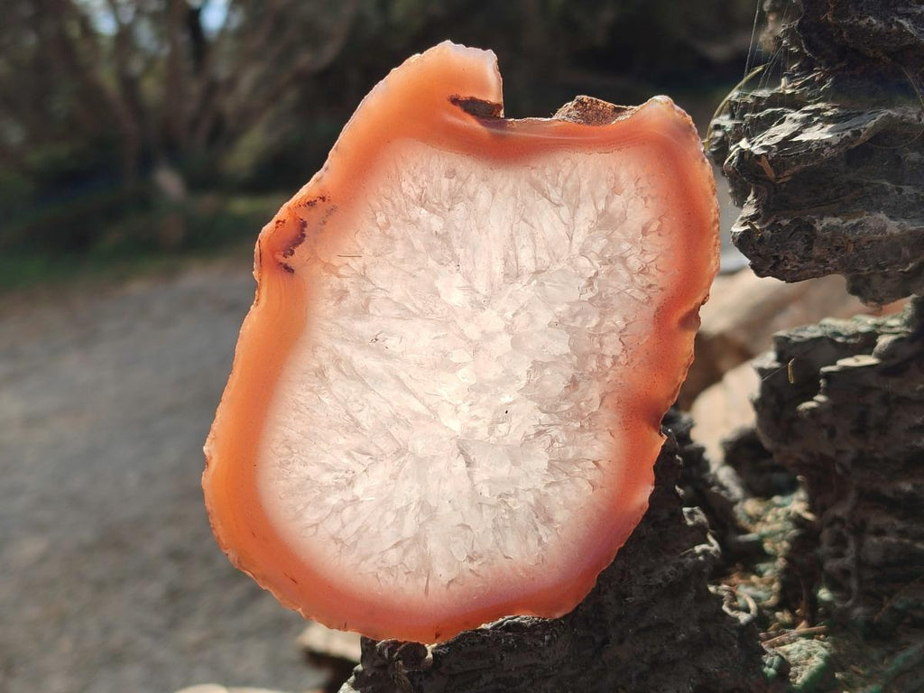 Polished One Side Red Shashe River Agate Slices x 6 From Shashe River, Zimbabwe - Toprock Gemstones and Minerals 