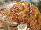 Polished Cleoniceras "Jigsaw" Ammonites with Ammolite Opalisation x 6 From Tulear, Madagascar - Toprock Gemstones and Minerals 