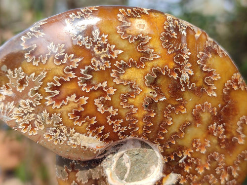 Polished Cleoniceras "Jigsaw" Ammonites with Ammolite Opalisation x 6 From Tulear, Madagascar - Toprock Gemstones and Minerals 