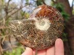 Polished Cleoniceras "Jigsaw" Ammonites with Ammolite Opalisation x 6 From Tulear, Madagascar - Toprock Gemstones and Minerals 