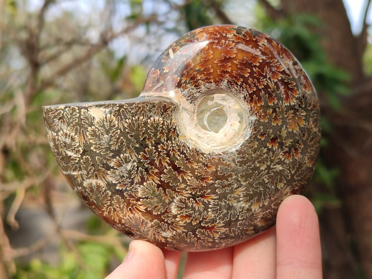Polished Cleoniceras "Jigsaw" Ammonites with Ammolite Opalisation x 6 From Tulear, Madagascar - Toprock Gemstones and Minerals 