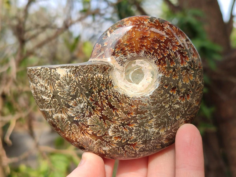 Polished Cleoniceras "Jigsaw" Ammonites with Ammolite Opalisation x 6 From Tulear, Madagascar - Toprock Gemstones and Minerals 