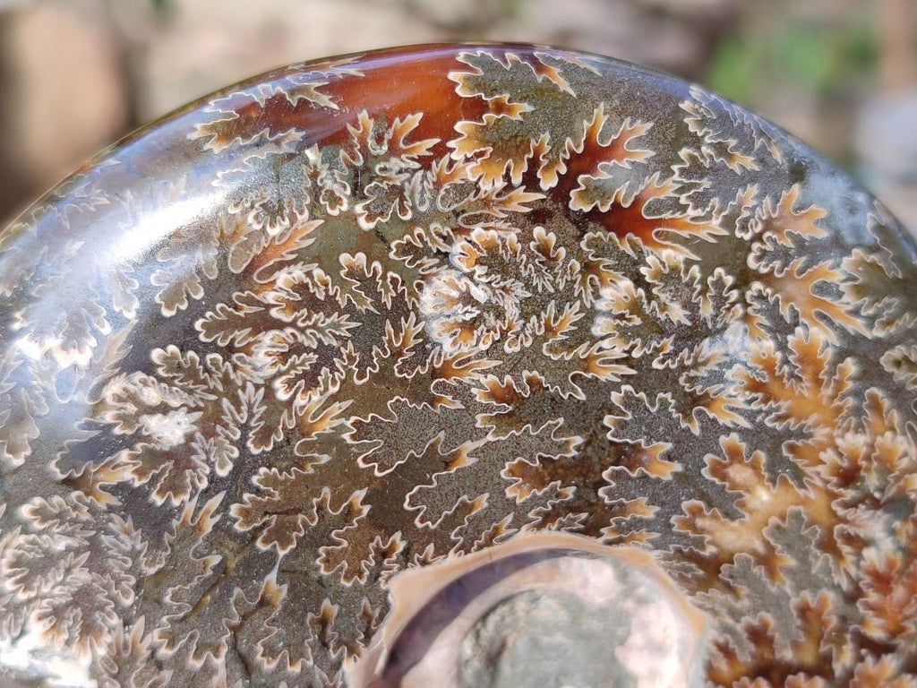 Polished Cleoniceras "Jigsaw" Ammonites with Ammolite Opalisation x 6 From Tulear, Madagascar - Toprock Gemstones and Minerals 
