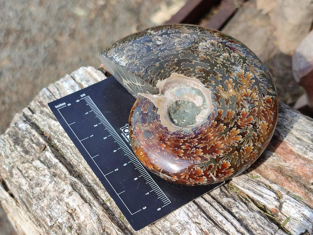 Polished Cleoniceras "Jigsaw" Ammonites with Ammolite Opalisation x 6 From Tulear, Madagascar - Toprock Gemstones and Minerals 