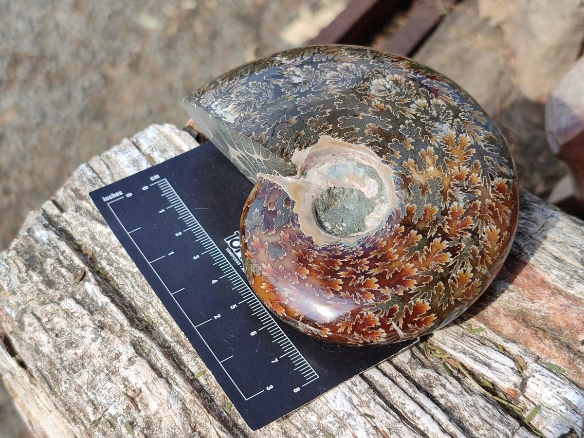 Polished Cleoniceras "Jigsaw" Ammonites with Ammolite Opalisation x 6 From Tulear, Madagascar - Toprock Gemstones and Minerals 