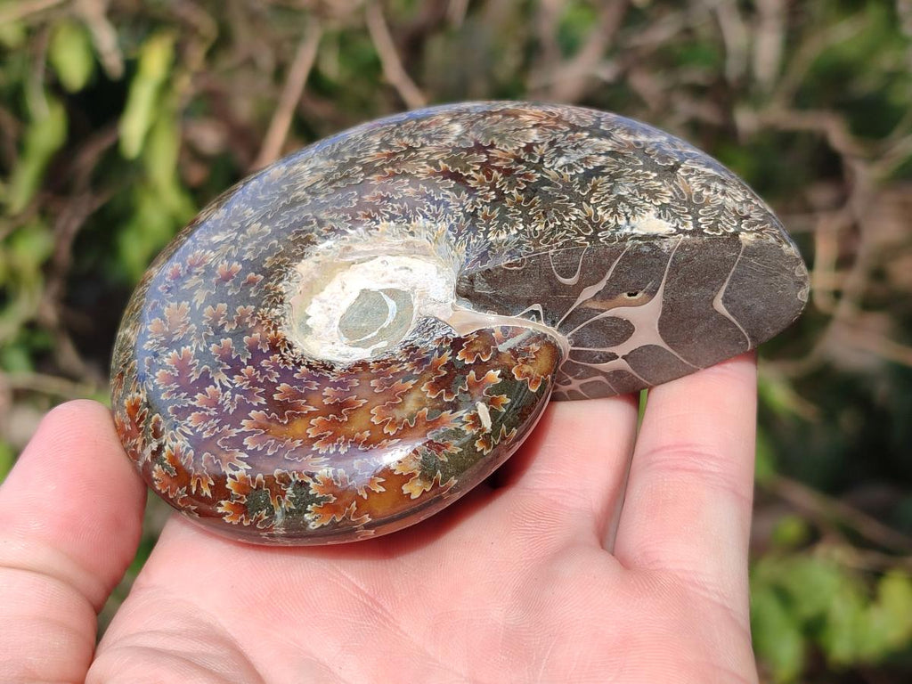 Polished Cleoniceras "Jigsaw" Ammonites with Ammolite Opalisation x 6 From Tulear, Madagascar - Toprock Gemstones and Minerals 