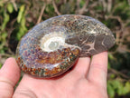 Polished Cleoniceras "Jigsaw" Ammonites with Ammolite Opalisation x 6 From Tulear, Madagascar - Toprock Gemstones and Minerals 