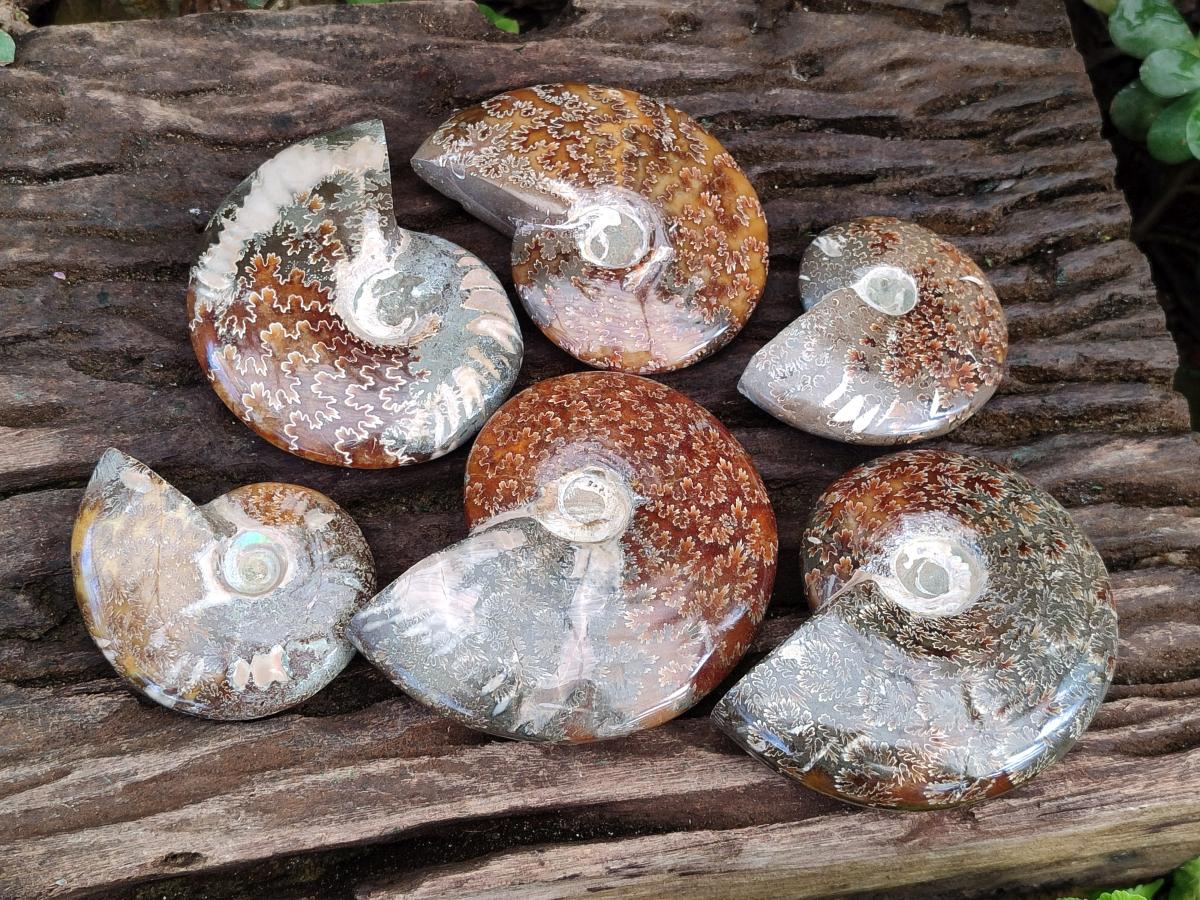 Polished Cleoniceras "Jigsaw" Ammonites with Ammolite Opalisation x 6 From Tulear, Madagascar - Toprock Gemstones and Minerals 