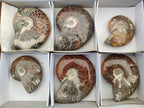 Polished Cleoniceras "Jigsaw" Ammonites with Ammolite Opalisation x 6 From Tulear, Madagascar - Toprock Gemstones and Minerals 