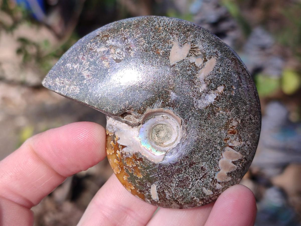 Polished Cleoniceras "Jigsaw" Ammonites with Ammolite Opalisation x 6 From Tulear, Madagascar - Toprock Gemstones and Minerals 
