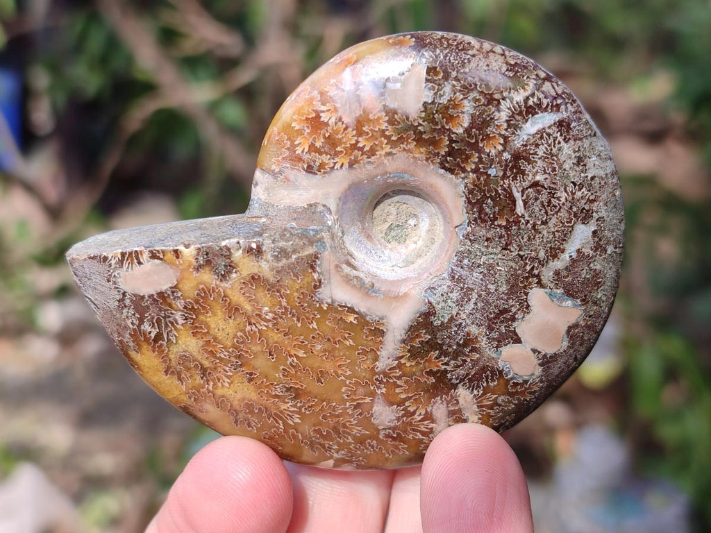 Polished Cleoniceras "Jigsaw" Ammonites with Ammolite Opalisation x 6 From Tulear, Madagascar - Toprock Gemstones and Minerals 