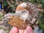 Polished Cleoniceras "Jigsaw" Ammonites with Ammolite Opalisation x 6 From Tulear, Madagascar - Toprock Gemstones and Minerals 