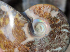 Polished Cleoniceras "Jigsaw" Ammonites with Ammolite Opalisation x 6 From Tulear, Madagascar - Toprock Gemstones and Minerals 